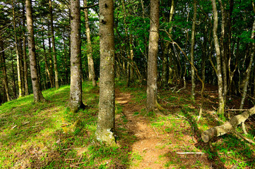 御坂山地　金堀山の山頂
