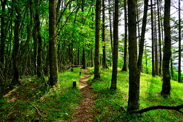 御坂山地　金堀山の山頂

