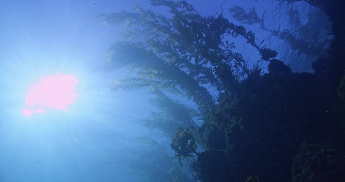 Sea lion swims through sun.