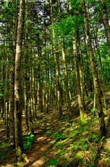 御坂山地の節刀ヶ岳　斜光線射る尾根道の森
