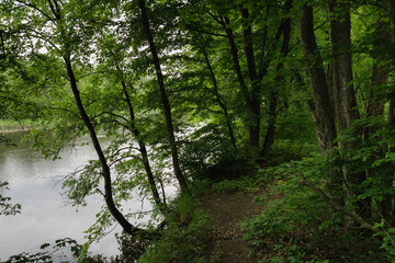 Obraz premium Path in forest. May river nature
