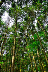 御坂山地の節刀ヶ岳　鮮やかなモミの新芽の森
