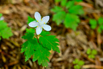 御坂山地の節刀ヶ岳　森に咲くツルシロカネソウ
