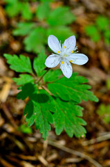 御坂山地の節刀ヶ岳　森に咲くツルシロカネソウ
