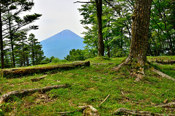 御坂山地の金山山頂より　森から望む富士山
