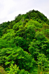 御坂山地の十二ヶ岳　緑の山稜
