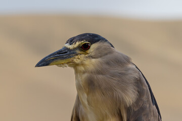 Black-crowned night heron - close up