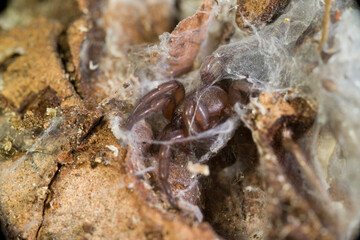 Filistata insidiatrix, Crevice Weaver Spider Sardinia, Italy.