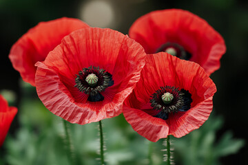 close-up of vibrant red poppy flowers in full bloom, delicate petals and intricate details in a lush garden setting