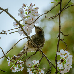 bird on a branch, sucking nectar from sakura