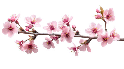 Blooming cherry blossom branch on transparent background