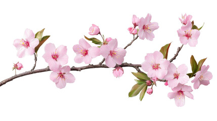 Blooming cherry blossom branch on transparent background