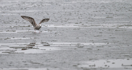 Thayer's gull flaps its wings as it stands on a partially frozen lake in winter.