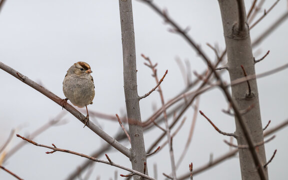 Immature white-crowned sparrow perched in a bare tree.