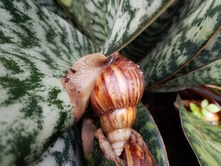 Snails or Lissachatina fulica are land snails that belong to the Achatinidae family.