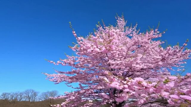 Un &aacute;rbol florido de color rosa