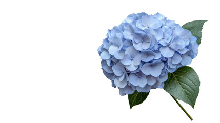Blooming light blue hydrangea with green leaves on transparent background