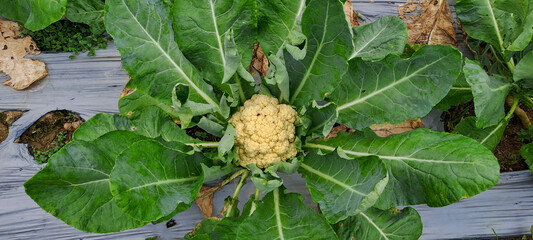 fresh cauliflower with green leaves in farmland field	

