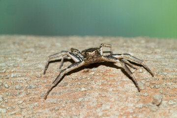 Common crab spider ( Xysticus cristatus). In threatening pose, Ragno (Xysticus cristatus) Sardinia. Italy