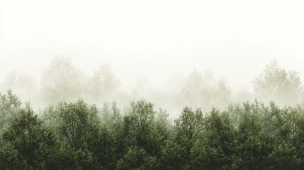Obraz premium Misty forest landscape with dense greenery, serene atmosphere, and soft light filtering through trees