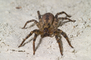 Mediterranean Spiny False Wolf Spider, Zoropsis spinimana, is a spider species belonging to the family Zoropsidae. Sardegna, Italia