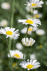 Flowering White wildflowers daisy with soft blurred green leaves background, summer sunlight and bokeh effect. Beautiful flower chamomile close up on field, floral botanical aesthetics nature