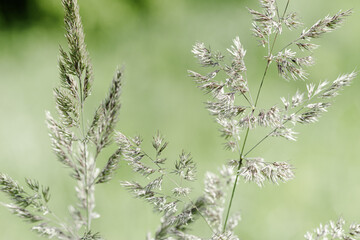Delicate wild grasses swaying at sunlight, green meadow or field. Soft natural bokeh in background, minimal aesthetic nature landscape. Beauty of nature green monochrome photography, pastel tones