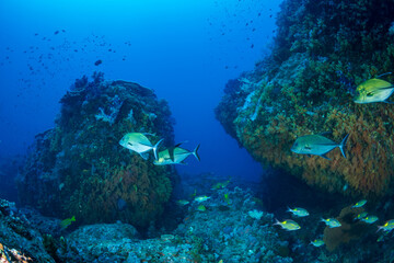 カッポレとナンヨウカイワリ　小笠原　東京都