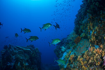 カッポレとナンヨウカイワリ　小笠原　東京都