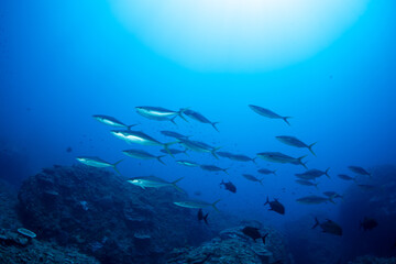 ツムブリ　小笠原　東京都