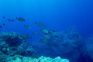 カッポレとナンヨウカイワリ　小笠原　東京都