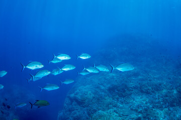 Obraz premium カッポレとナンヨウカイワリ 小笠原 東京都