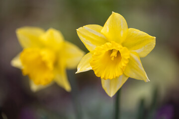 Fototapeta premium wild daffodil