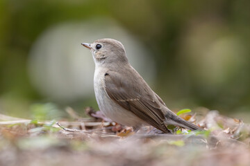 ficedula parva