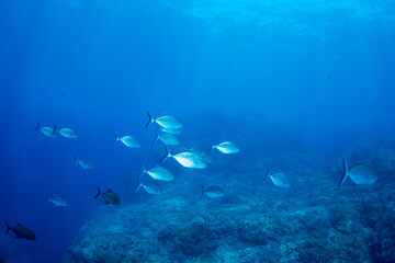 カッポレとナンヨウカイワリ　小笠原　東京都