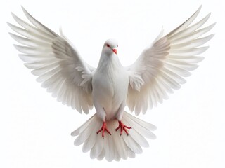 Obraz premium Pure White Dove Isolated on White Background - High-Resolution Stock Photo