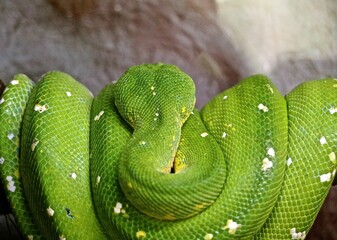 Snakes coil around branches, intricate scales, vibrant patterns. Green python rests curled, slithers textured bark, 