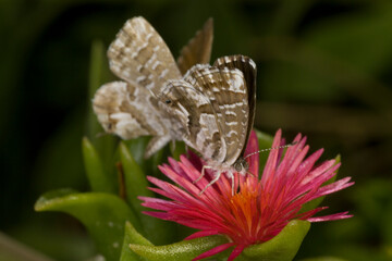 Argus of geraniums Cacyreus marshalli, Geranium bronze Butterfly On A Geranium Plant Sassari. Sardinia. Italy