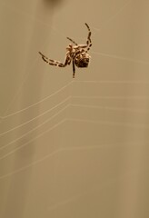 A spider hangs gracefully in its web, intricately crafting strands against a soft background of nature. The subtle light enhances the delicate details of the scene