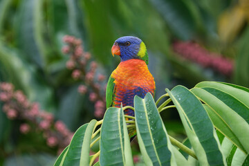 Fototapete bei efototapeten.de bestellen   