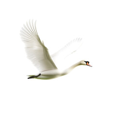Obraz premium majestic white swan flying gracefully with spread wings against white background, symbolizing freedom and elegance