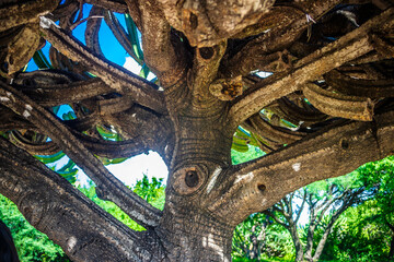 Fototapeta premium Myrtillocactus geometrizans, garambullo, old cactus tree in the pyramid of El Cerrito in Queretaro 