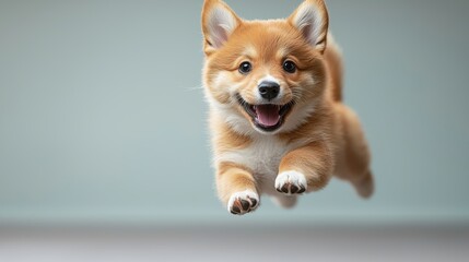 A playful corgi puppy joyfully leaps in a light-colored setting.