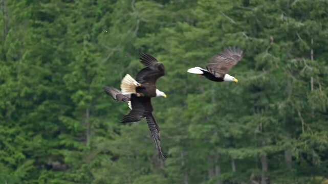 bald eagles fighting in air in slow motion
