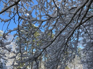 tree in the sky snow cold beauty 