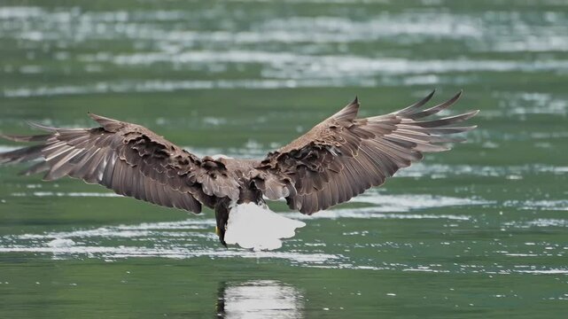 bald eagle glides in to catch a fish in slow motion