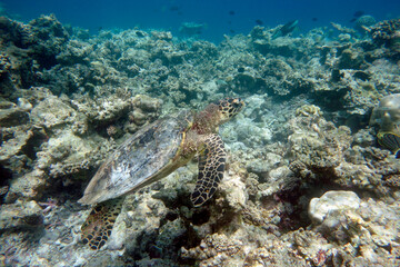 Hawksbill turtle on a coral reef in the Maldives.