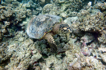 Hawksbill turtle on a coral reef in the Maldives.