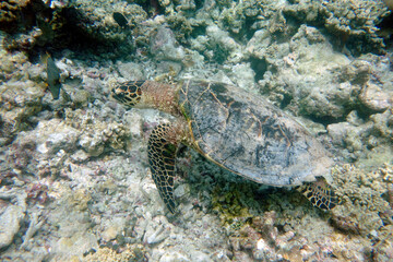 Hawksbill turtle on a coral reef in the Maldives.