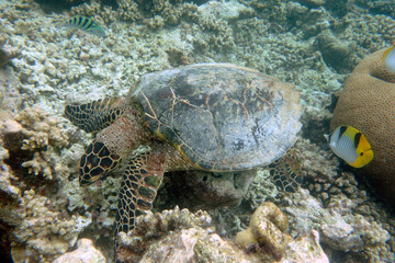 Hawksbill turtle on a coral reef in the Maldives.